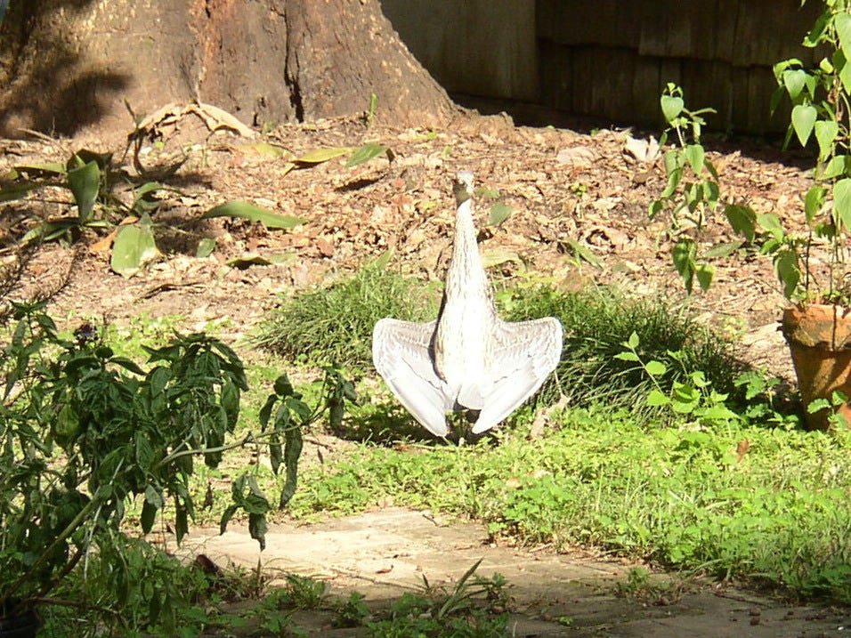 Juvenile Yellow-crowned Night-Heron basking in the sun.