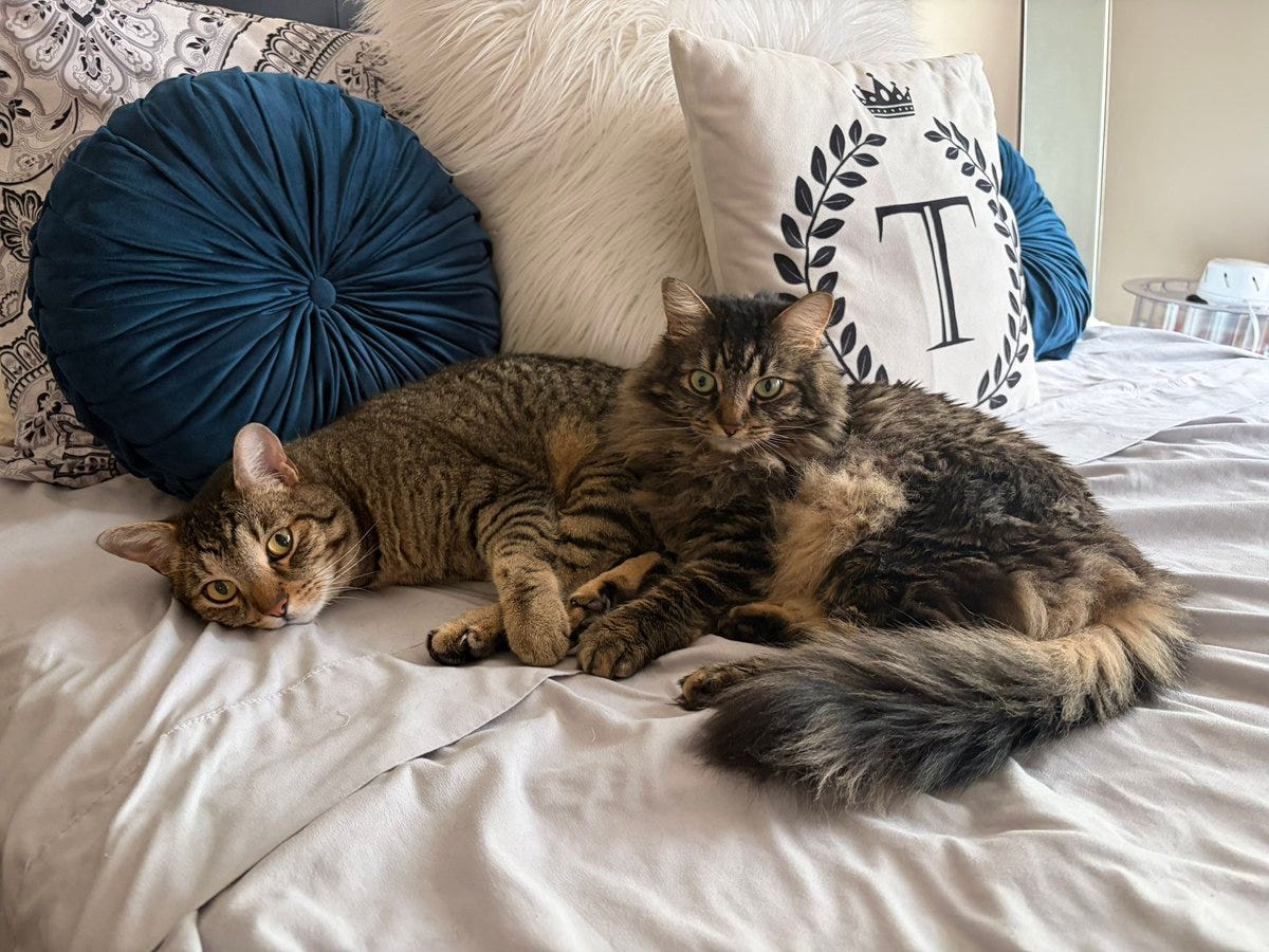 Two cats, Duke and Maxine, lying on a bed. The bed has white sheets and is adorned with pillows, including a blue round pillow and a white pillow with a black "T" and laurel design. The cats have tabby fur patterns with green eyes.