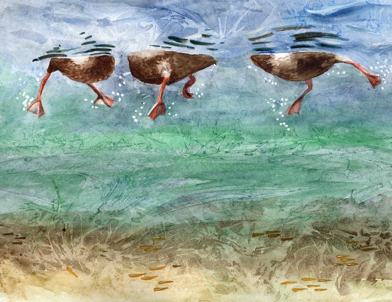 May include: Three brown ducks with orange beaks and legs are swimming underwater. The ducks are in a row, with the first duck's head submerged and the other two ducks' heads above the water. The water is a light blue colour with white and green streaks. May include: Three brown ducks with orange beaks and legs are swimming underwater. The ducks are in a row, with the first duck's head submerged and the other two ducks' heads above the water. The water is a light blue colour with white and green streaks.