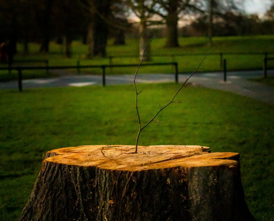 brown wooden log on green grass field during daytime