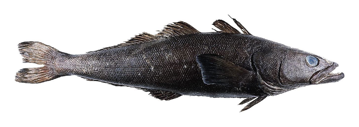 That scary fish Lantz saw in a discard pile.