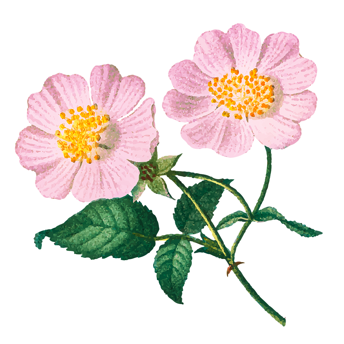 Musings on building a beautiful life and being human