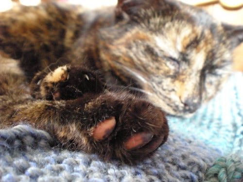 Cat on a blanket Cat on a blanket