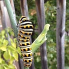 Small Sanctuaries for the First Day of Spring