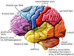 Frontal Lobe and the Prefrontal Cortex ...