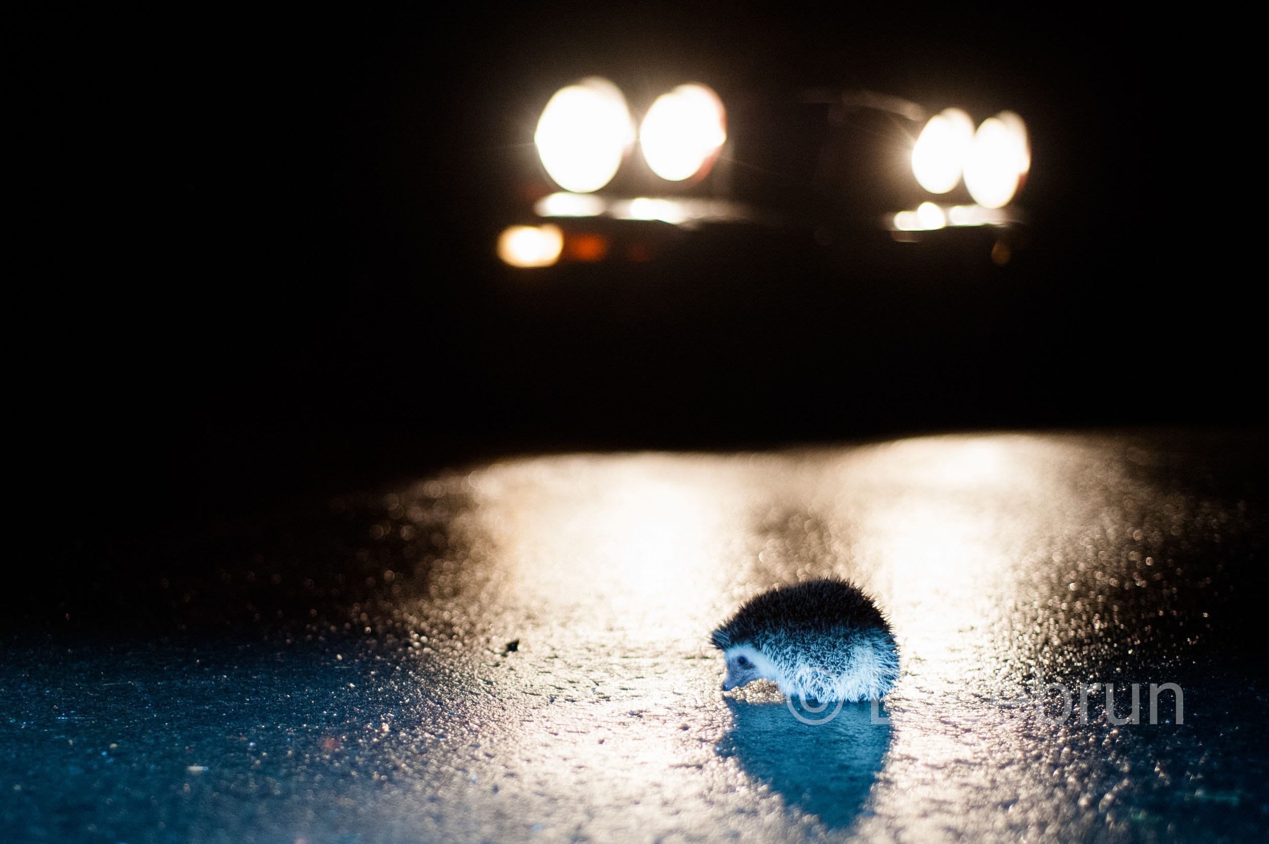 A hedgehock sits frozen on a small street at night, while a car with 4 round headlights approches ; it inevitably is about to be rolled over it, 2013, Switzerland (photo/Dorothée Lebrun). 