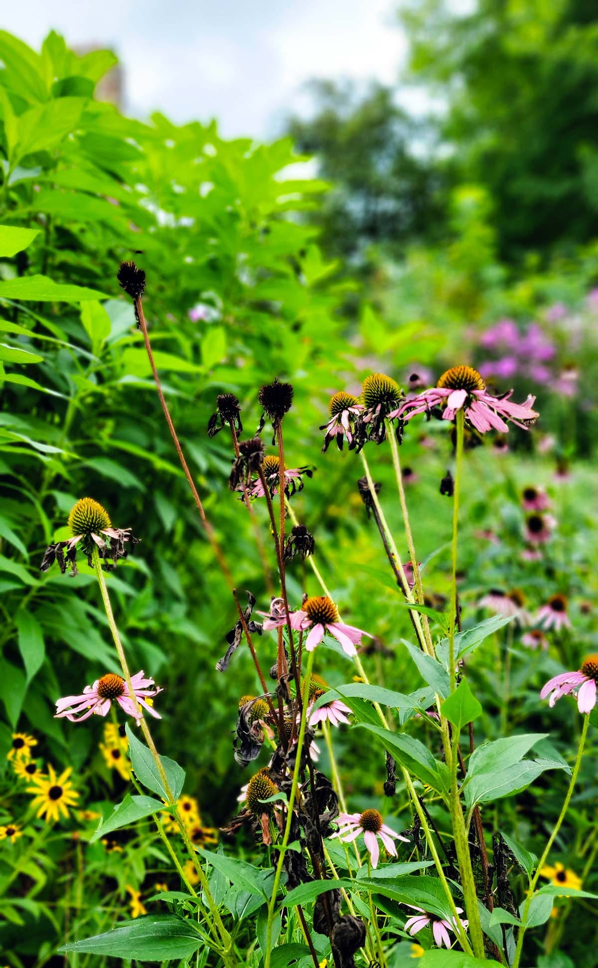 Coneflowers in late August. 