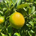 12. At the Heart of the Well-Pruned Lemon Tree