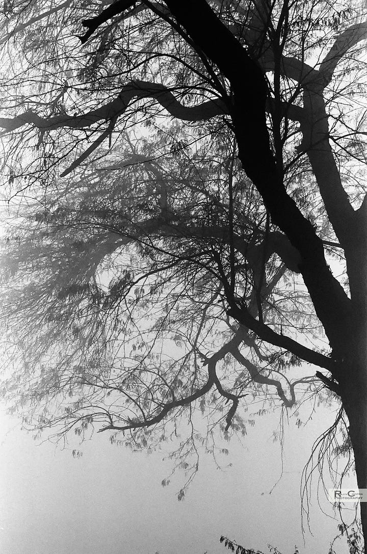 In the fog