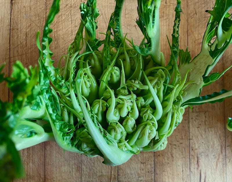 Puntarelle