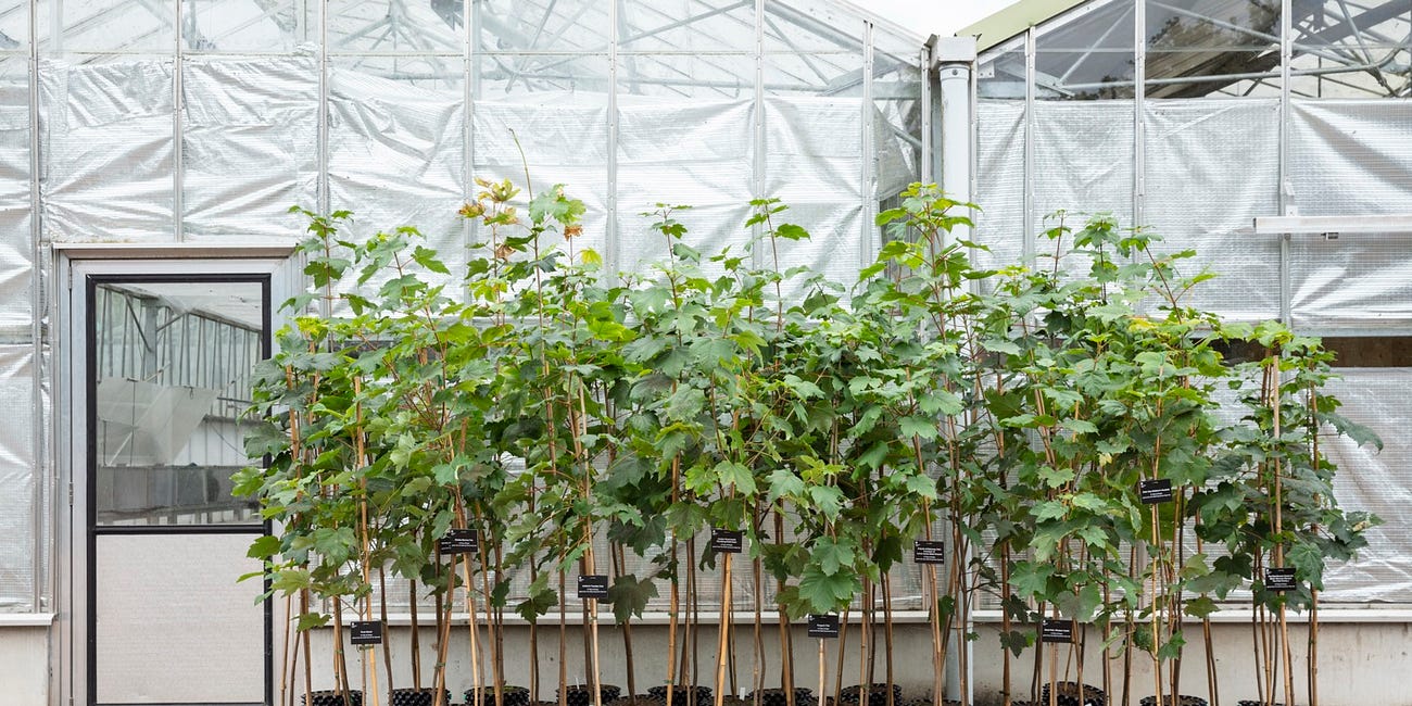 New life for Sycamore Gap as Tree of Hope saplings planted across the region