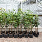 New life for Sycamore Gap as Tree of Hope saplings planted across the region