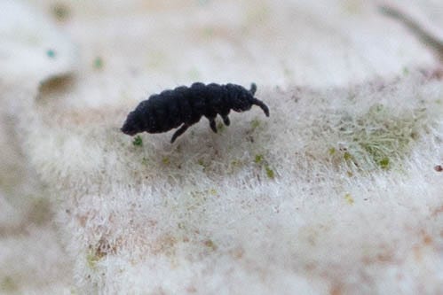 Close-up, macro photo of a small, cute, segmented black hexapod on the fuzzy white surface of a mushroom Close-up, macro photo of a small, cute, segmented black hexapod on the fuzzy white surface of a mushroom