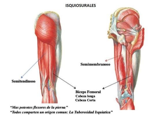 isquiosulares musculatura ejercicios para piernas en casa