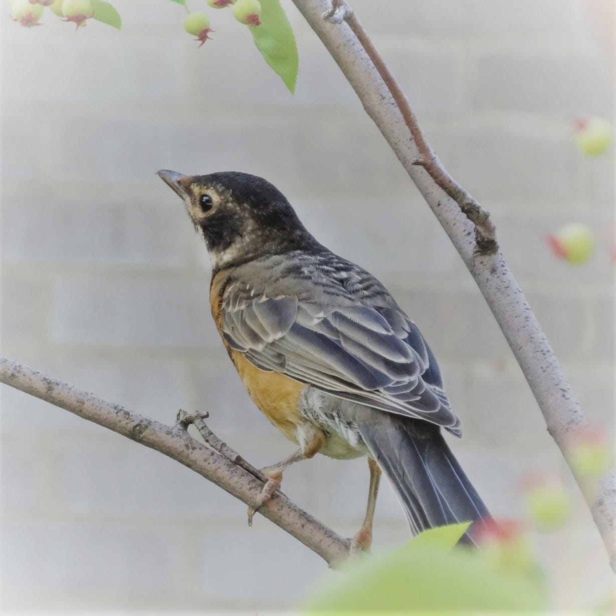 Landscape of Transcreation