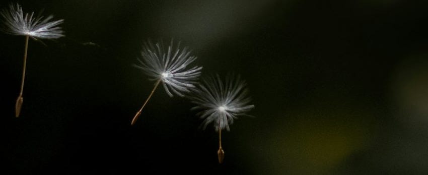 a couple of dandelions flying through the air a couple of dandelions flying through the air