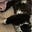 Justmefelinefine's avatar