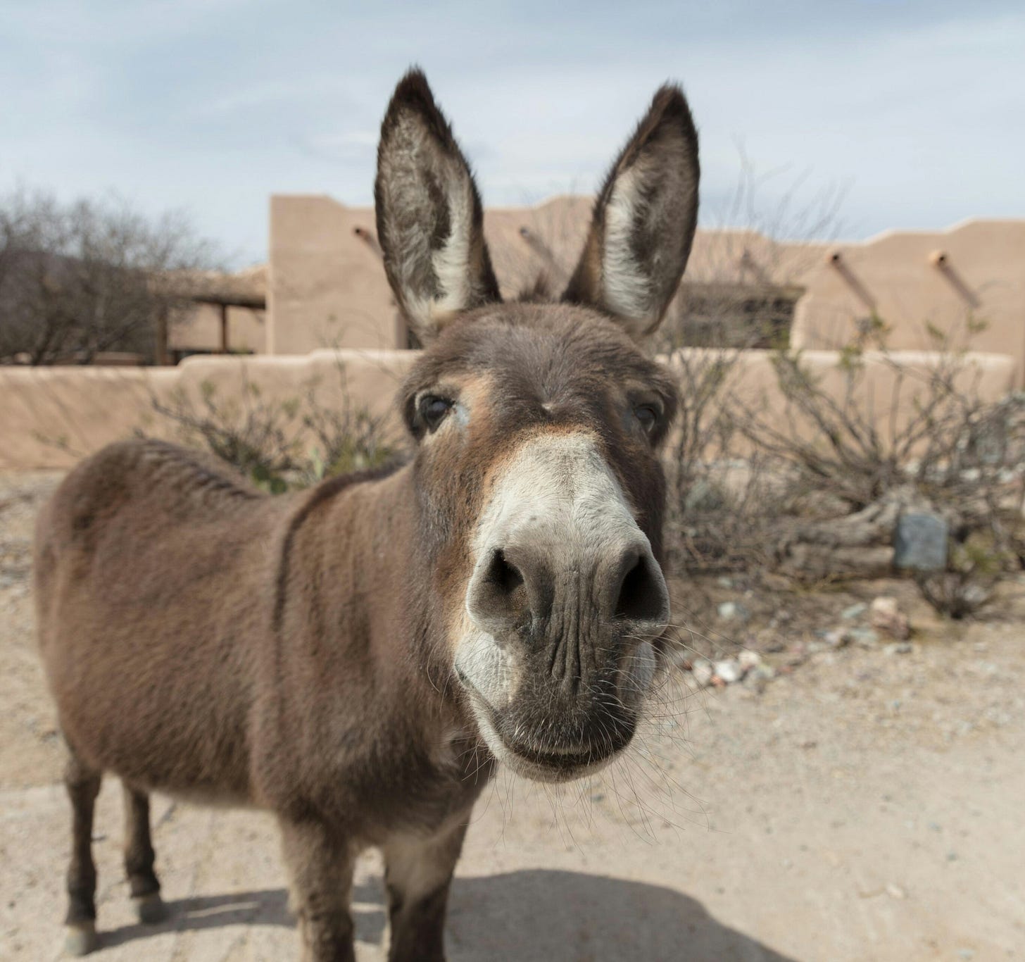 A donkey, the audience the saying tells you to fear.