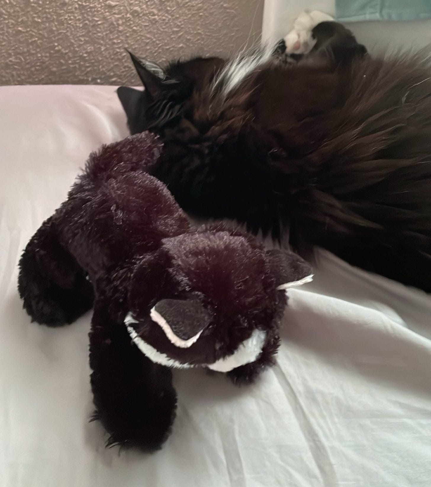 Sleeping tuxedo cat with her "stunt double", a plush tuxedo cat toy.