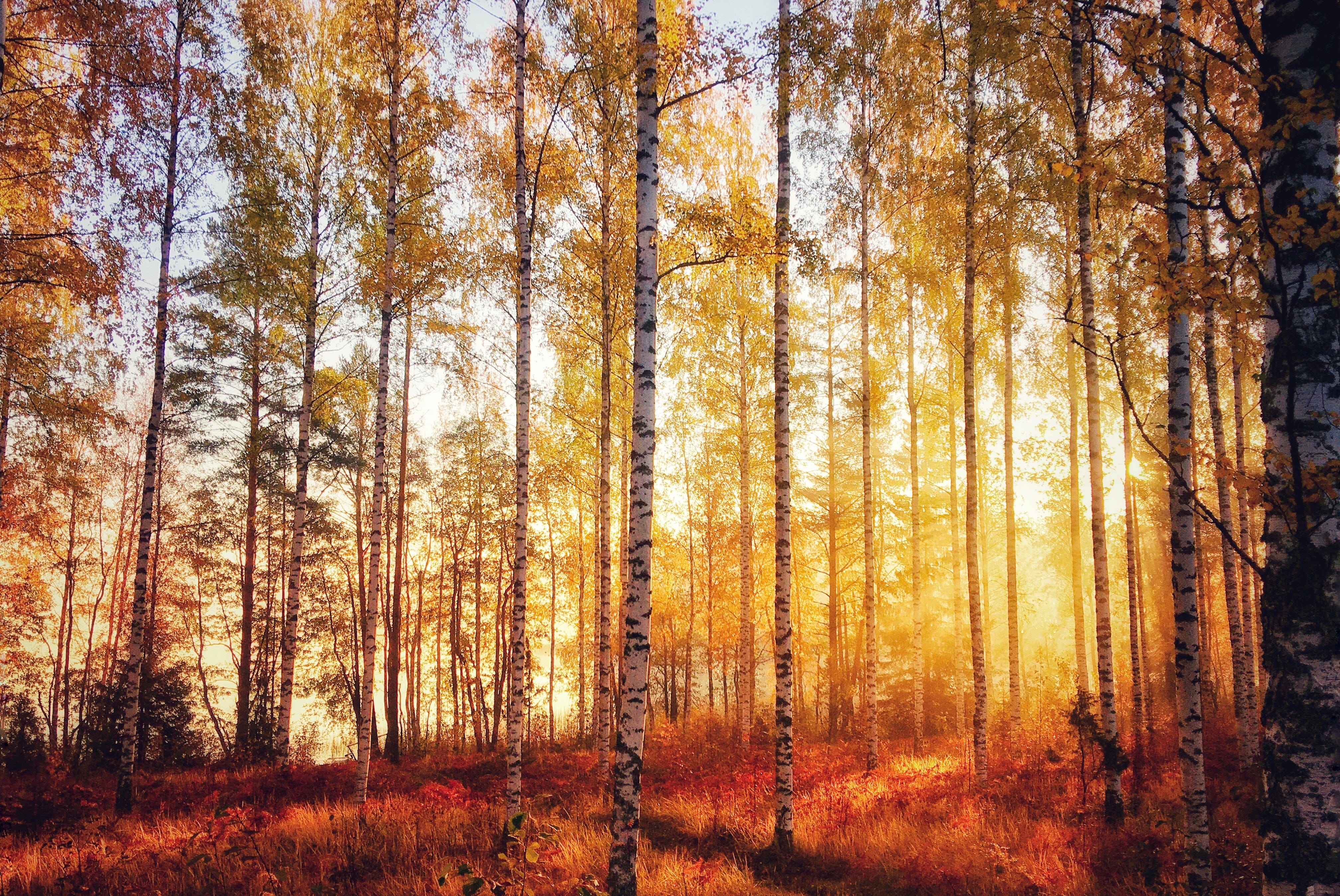 Ruska - The Finnish Word for the Beauty of Autumn