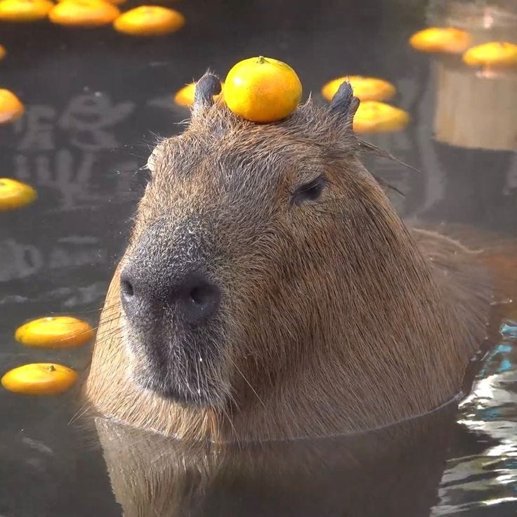 This may contain: a capybara with oranges on its head in the water This may contain: a capybara with oranges on its head in the water