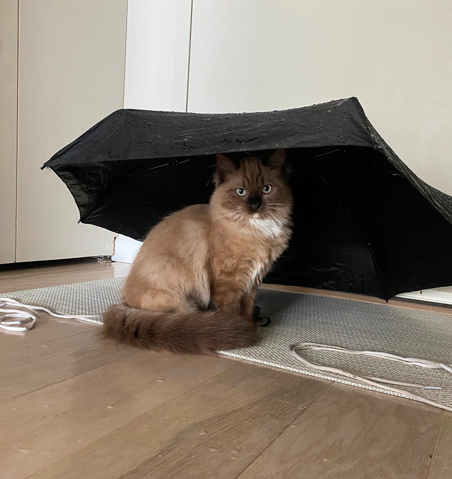 A beautiful rag doll minx cat sitting under a black umbrella, with two pairs of shoelaces around its feet A beautiful rag doll minx cat sitting under a black umbrella, with two pairs of shoelaces around its feet
