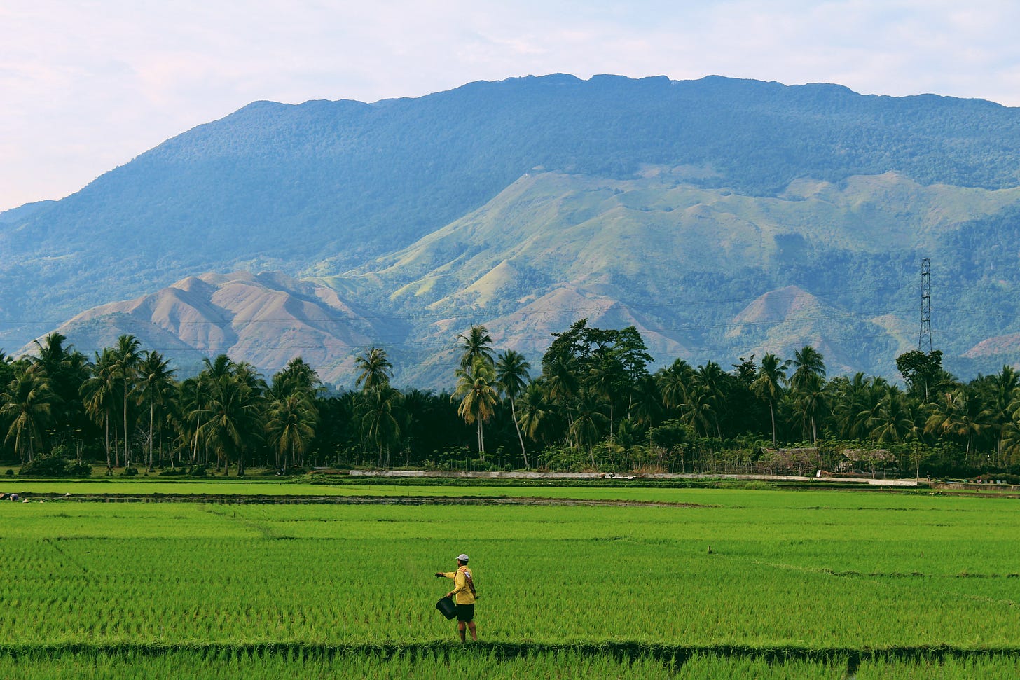 A farmer tending to green fields, presumably of rice, in a tropical environ.