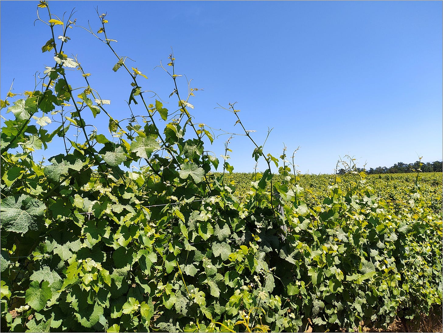 Before you know it, they are clipped into all their catch wires, and still growing!