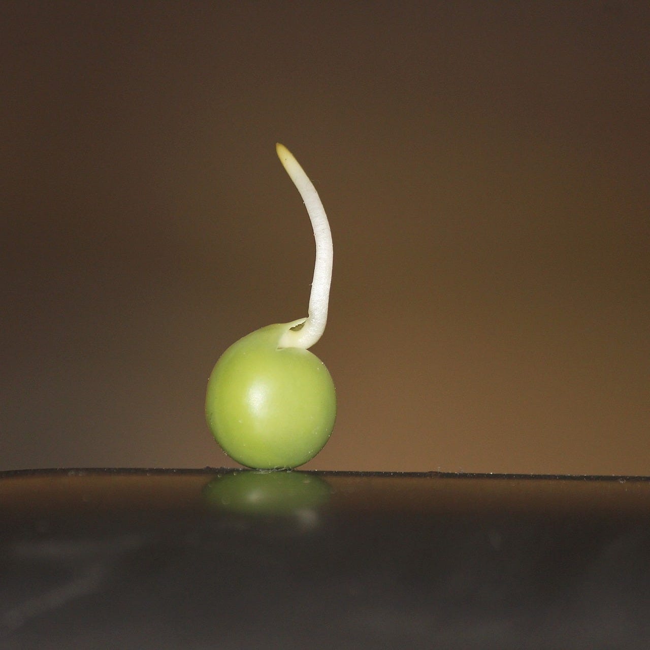 Texas Home Gardener Newsletter