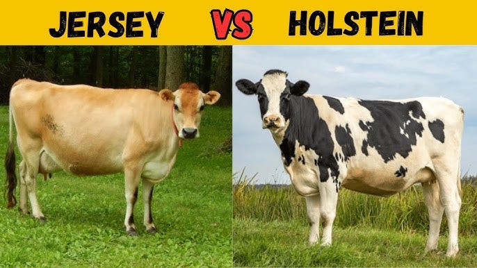 Holstein vs Jersey Cow | Best Dairy Breed Revealed Holstein vs Jersey Cow | Best Dairy Breed Revealed