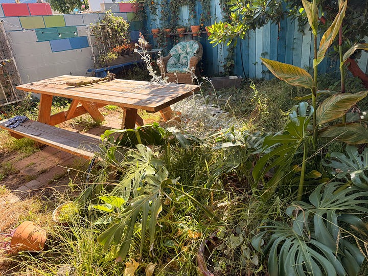 Four photos of an overgrown garden, featuring tropical plants, weeds galore, and an in progress picnic table sanding project.