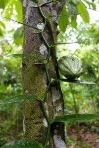 Vanilla and cocoa tree - COMPRESSED Vanilla and cocoa tree - COMPRESSED