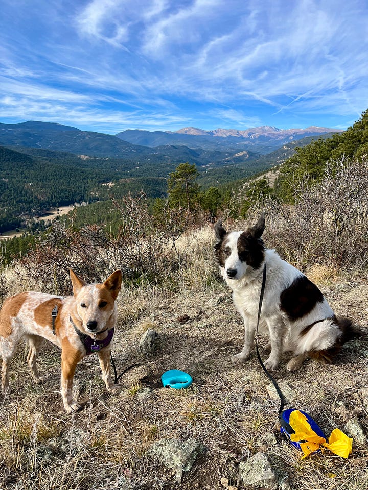 Two cattle dogs on a summit enjoying the views