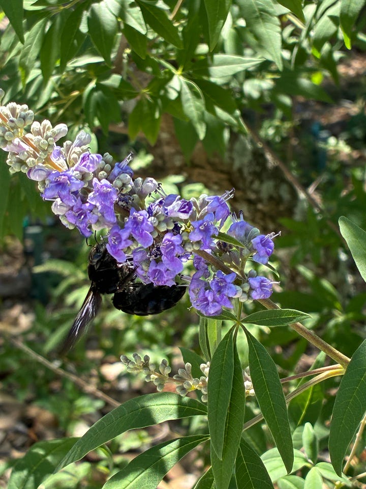 Current blooms in the Florida-Friendly Landscaping demo garden includes red-pink drift rose blooms, lavender flowers of chastetree, yellow blooms of thryallis, and pink flowers of pentas. 