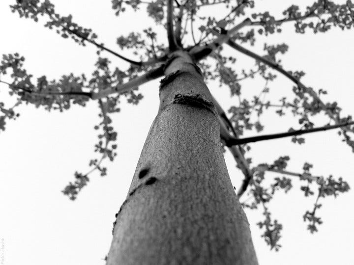 Looking up at treetop from down below