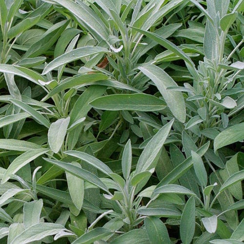Common sage Salvia Officinalis.
https://www.finegardening.com/plant/common-sage-salvia-officinalis Common sage Salvia Officinalis.
https://www.finegardening.com/plant/common-sage-salvia-officinalis