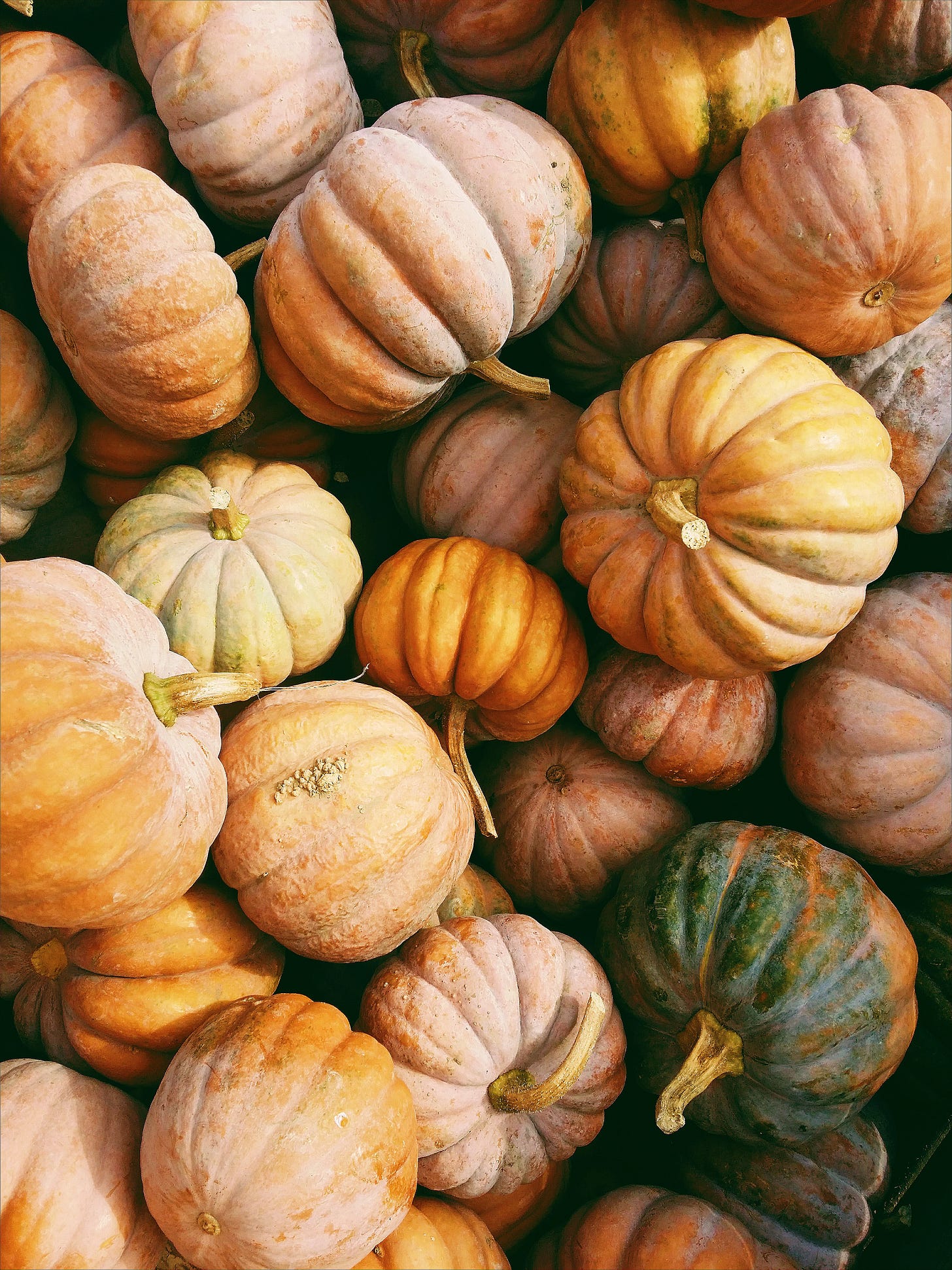 Pumpkins Pumpkins