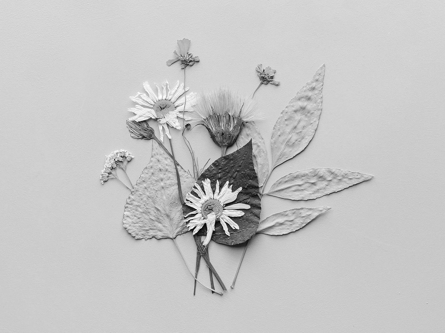 white daisy flowers illustration white daisy flowers illustration