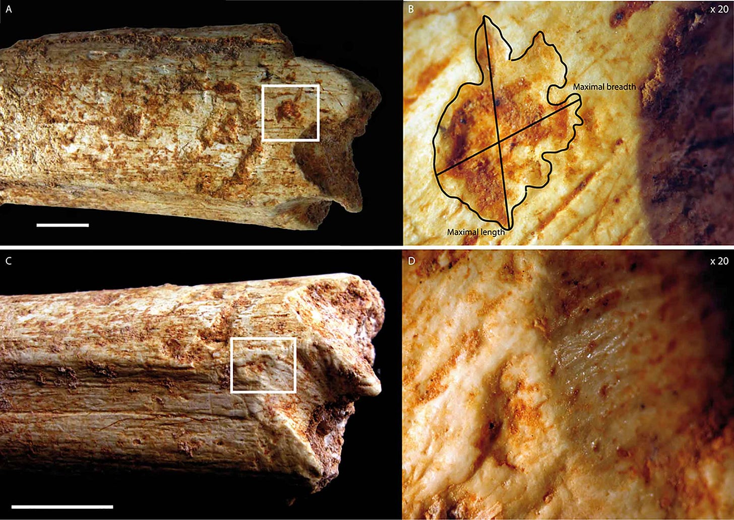 Image showing two views of a femur fragment with closeup insets showing details of tooth marks