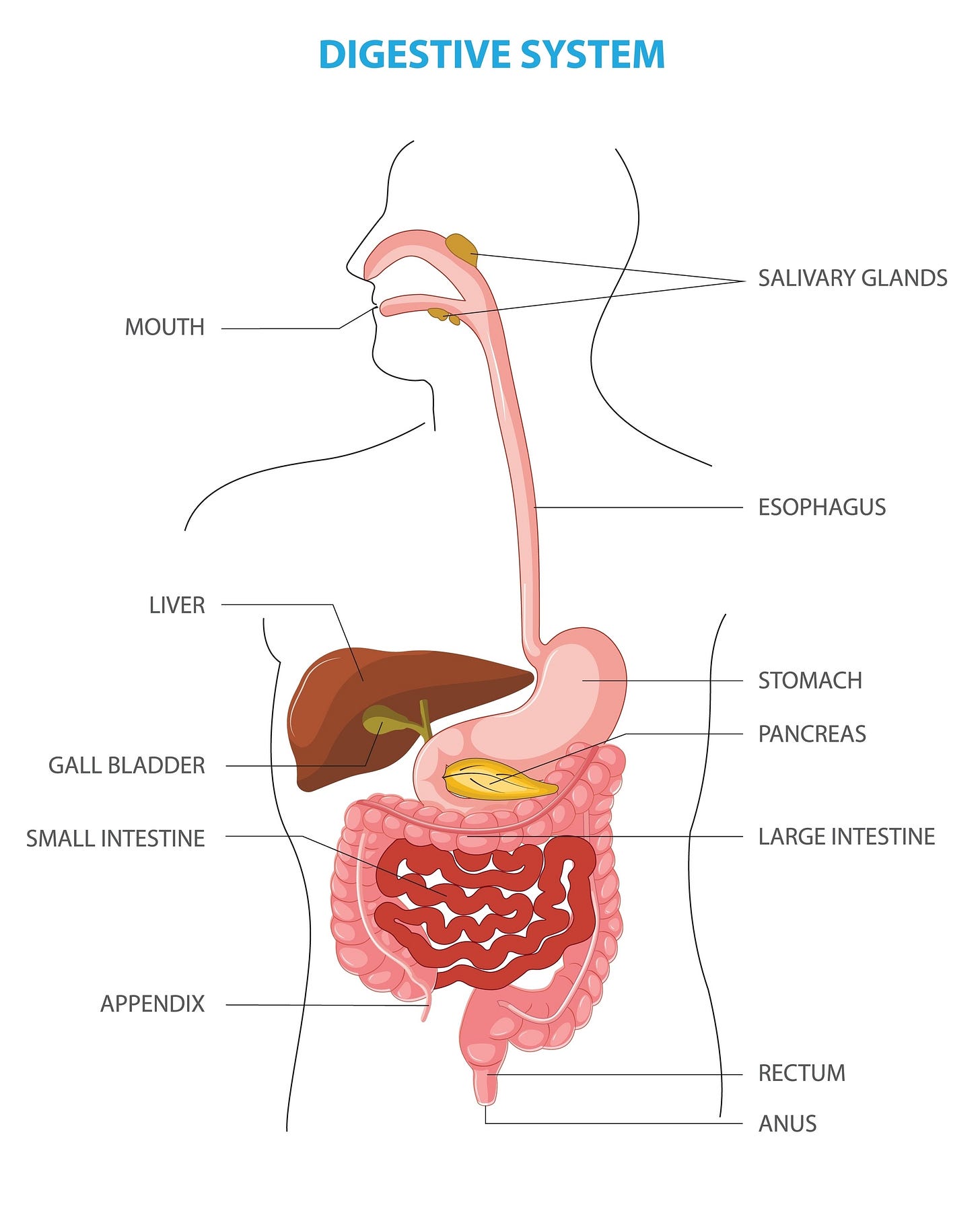 Image of human digestive system Image of human digestive system