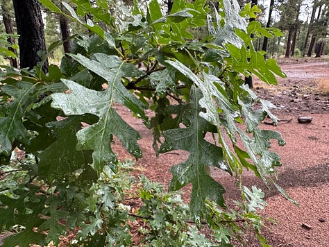 Raining in the forest