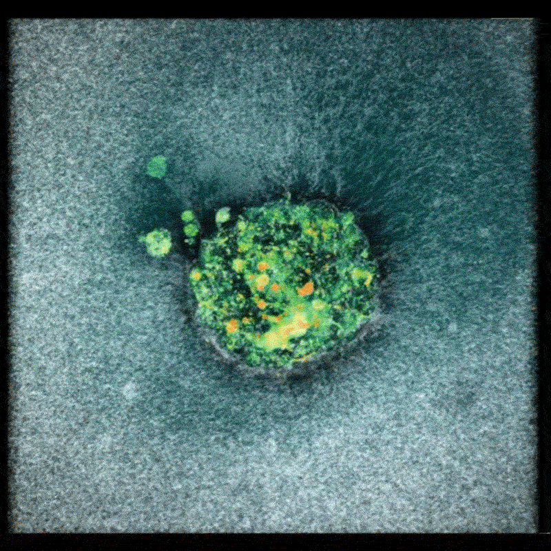 A short gif of a human embryo showing the embryo invading the platform A short gif of a human embryo showing the embryo invading the platform