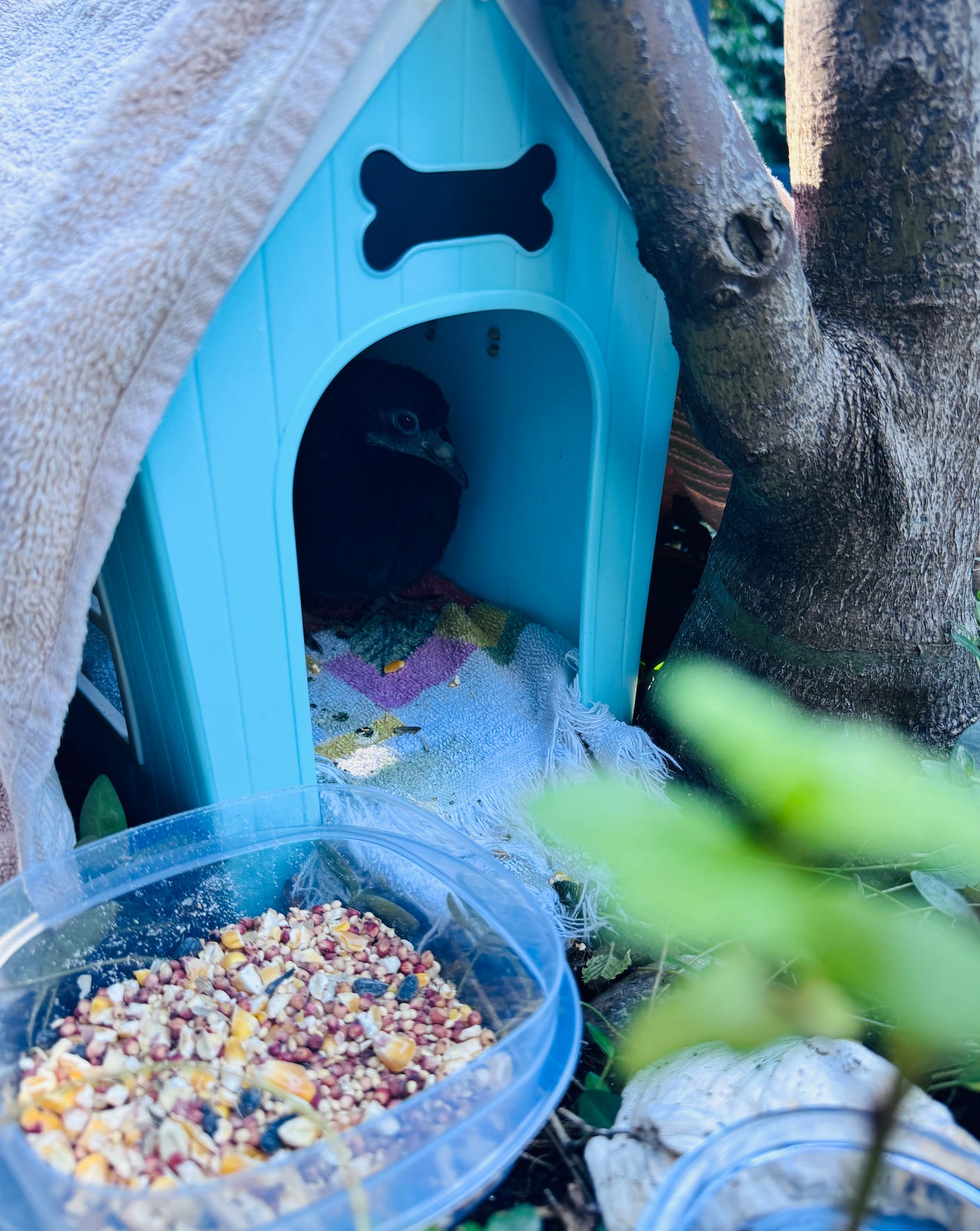 Beakling the pigeon rests inside the small, blue toy doghouse inside the planter box. In front of the doghouse is a small container of birdseed.