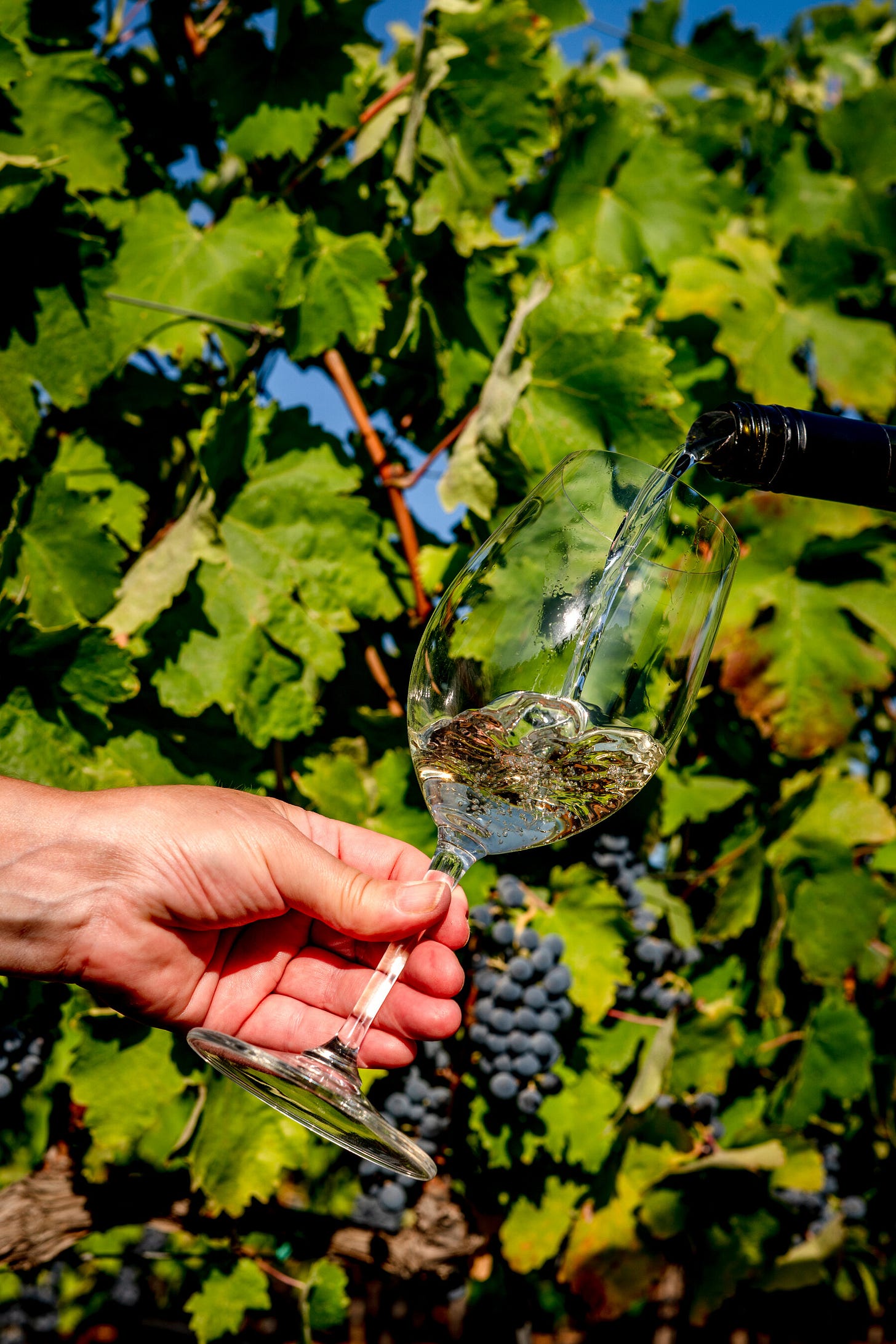 White wine is poured into a glass in a vineyard on a bright day.