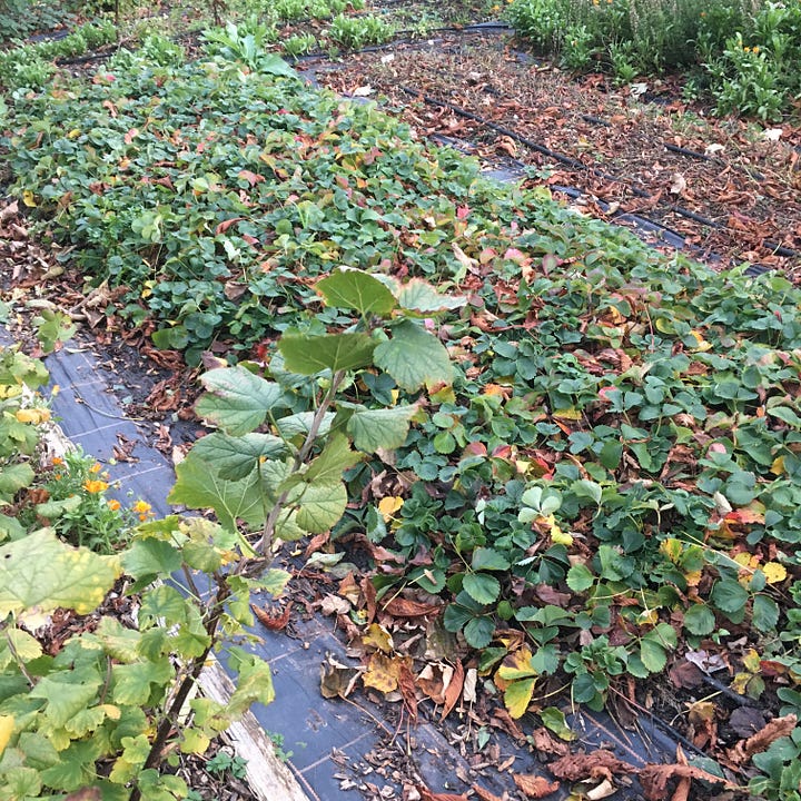 Overwhelmed strawberry bed with lots of new runners to cut off; Strawberry babies placed in a tray with repurposed old weed suppressant, some potting compost and a plastic mushroom tray.