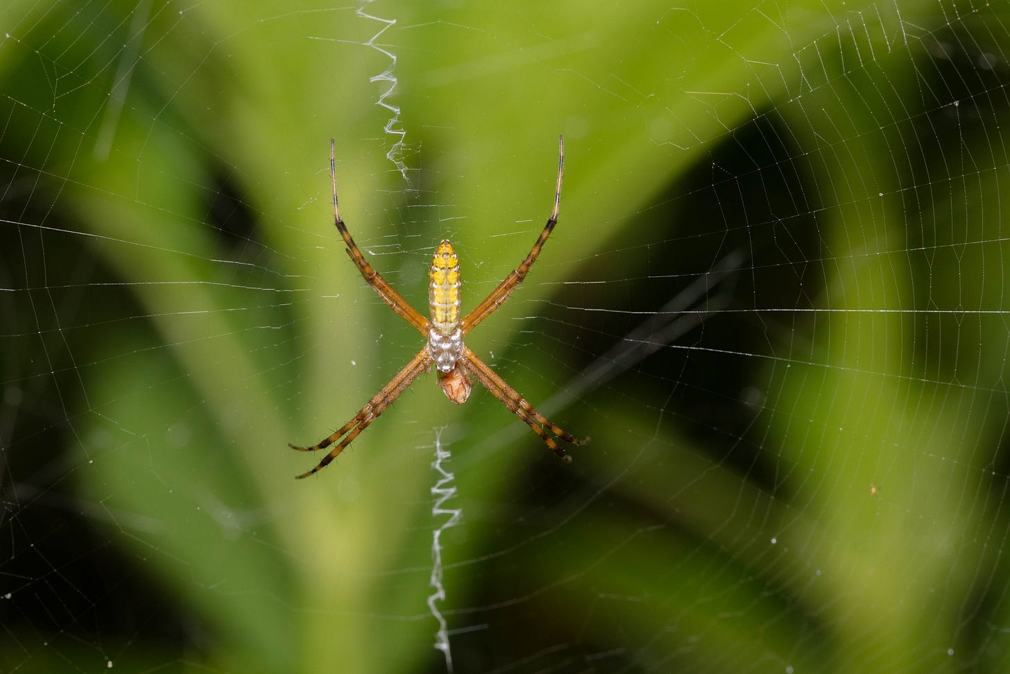 A young banded garden spider with an oval abdomen striped in bold yellow and pale gray is shown resting at the center of her circular web, in the middle of a vertical column of white zigzags she has woven into the web, like a line of Z's. Her legs are brownish-yellow banded with black. The background is green.