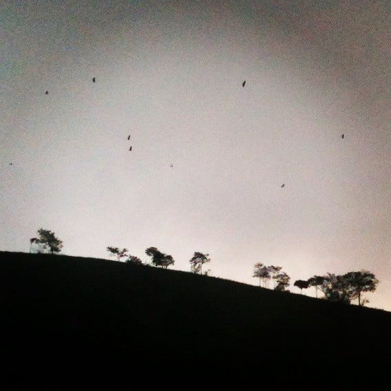 A black and white image of distant vultures circling a hill with a few trees.
