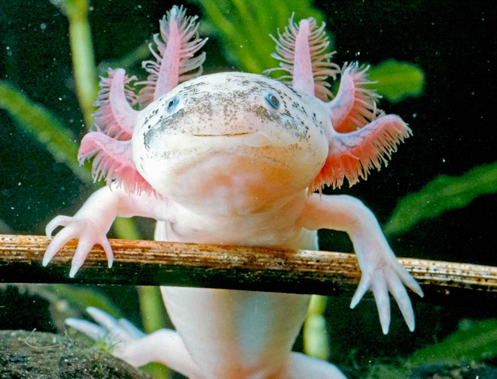 Axolotls: The Adorable, Giant Salamanders of Mexico | Live Science Axolotls: The Adorable, Giant Salamanders of Mexico | Live Science