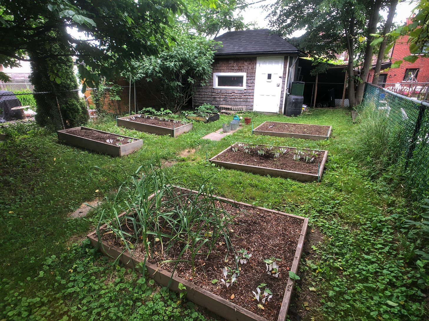 Six raised garden beds in a backyard. Each garden bed is partially planted, with empty space for more things to be added.