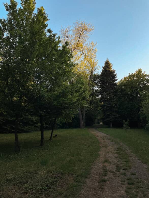 1) An ant’s eye view of a thick tree trunk & sunlit leaves. 2) A dirt path leading into a shadowed forest. 3) A stone path among trees & grassy areas. 4) A large tree reaching into a bright blue sky.